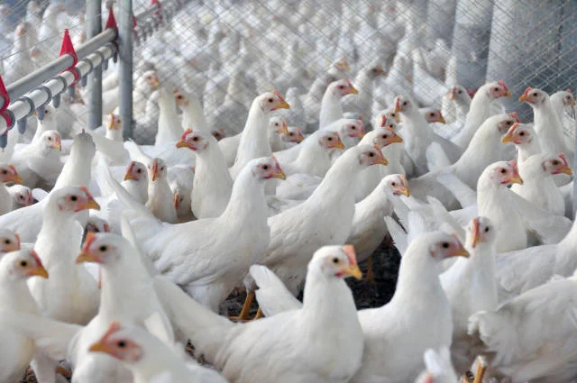 Carne de frango: exportação cresce 2,2% em abril, para 486,5 mil tonealdas